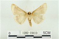 印華波紋蛾藏品圖，第2張