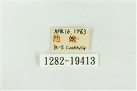 印華波紋蛾藏品圖，第3張