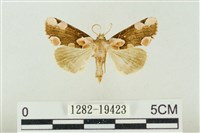 大斑波紋蛾藏品圖，第1張