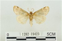 大斑波紋蛾藏品圖，第2張