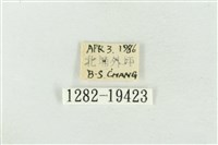 大斑波紋蛾藏品圖，第3張