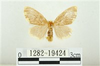 黑翅黃毒蛾藏品圖，第1張