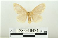 黑翅黃毒蛾藏品圖，第2張