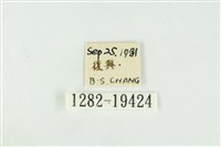 黑翅黃毒蛾藏品圖，第3張