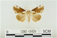 大斑波紋蛾藏品圖，第1張