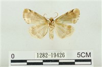 大斑波紋蛾藏品圖，第2張