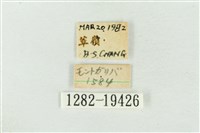 大斑波紋蛾藏品圖，第3張