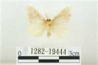 黑翅黃毒蛾藏品圖，第2張