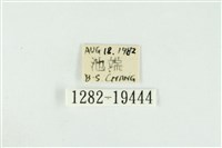 黑翅黃毒蛾藏品圖，第3張