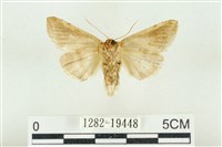 印華波紋蛾藏品圖，第2張