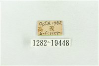 印華波紋蛾藏品圖，第3張