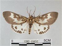 扭擬燈蛾藏品圖，第1張