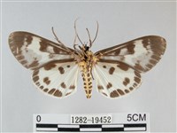 扭擬燈蛾藏品圖，第2張