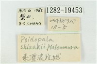 素木氏美波紋蛾藏品圖，第3張