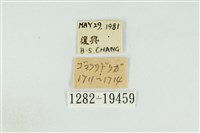 黑翅黃毒蛾藏品圖，第3張