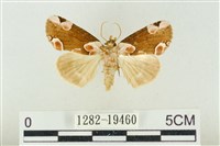 大斑波紋蛾藏品圖，第1張