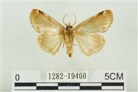 大斑波紋蛾藏品圖，第2張