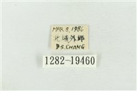 大斑波紋蛾藏品圖，第3張