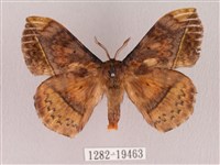 埔里帶蛾藏品圖，第1張