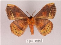 埔里帶蛾藏品圖，第2張