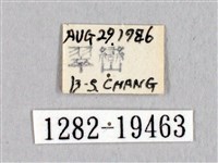 埔里帶蛾藏品圖，第3張