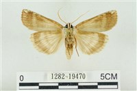 臺洒波紋蛾藏品圖，第2張