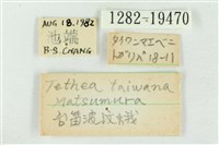 臺洒波紋蛾藏品圖，第3張