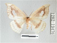 單角窗鉤蛾藏品圖，第2張