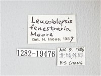 單角窗鉤蛾藏品圖，第3張