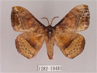 埔里帶蛾藏品圖，第1張