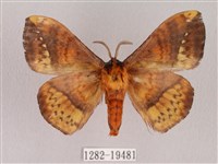 埔里帶蛾藏品圖，第2張