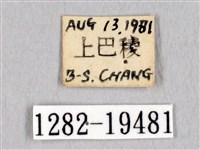 埔里帶蛾藏品圖，第3張