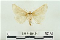 印華波紋蛾藏品圖，第2張