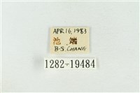 印華波紋蛾藏品圖，第3張