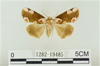 大斑波紋蛾藏品圖，第1張