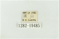 大斑波紋蛾藏品圖，第3張