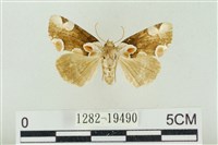 大斑波紋蛾藏品圖，第1張