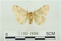 大斑波紋蛾藏品圖，第2張