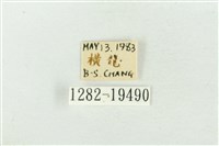 大斑波紋蛾藏品圖，第3張