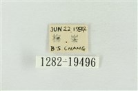 臺洒波紋蛾藏品圖，第3張