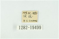 藹環波紋蛾藏品圖，第3張