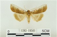 臺洒波紋蛾藏品圖，第1張