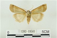 臺洒波紋蛾藏品圖，第2張