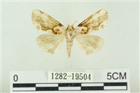 大斑波紋蛾藏品圖，第1張