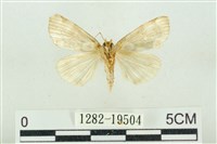 大斑波紋蛾藏品圖，第2張