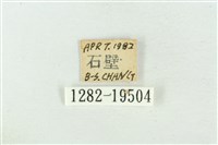 大斑波紋蛾藏品圖，第3張