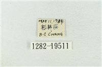 粉太波紋蛾藏品圖，第3張