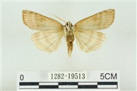 臺洒波紋蛾藏品圖，第2張