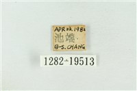 臺洒波紋蛾藏品圖，第3張