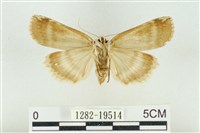 臺洒波紋蛾藏品圖，第2張